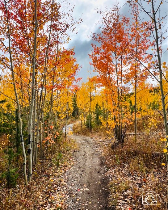 A scenic dirt path winds through a forest of aspen trees with vibrant orange and yellow autumn foliage under a cloudy sky.