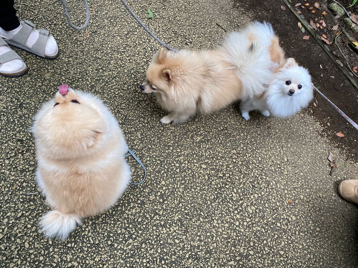 makuharifusan's tweet photo. おはようございます！

幕張は曇り☁️

お散歩でポメラニアン3匹を
連れている方に会いました🐕
レオ🐶お友達いっぱいに
大喜びでした❣️

やはり同じ犬種は嬉しいのでしょうか？？？

#千葉　#ポメラニアン　#犬 https://t.co/PmTt4Q9haE