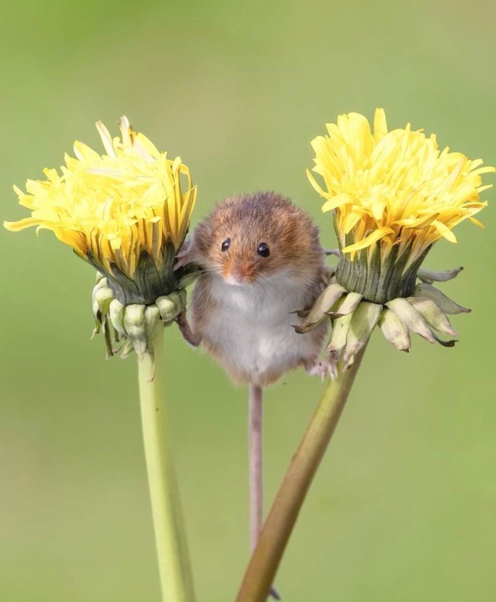 cutx111's tweet photo. omg careful little mouse https://t.co/KTGyes2eGg