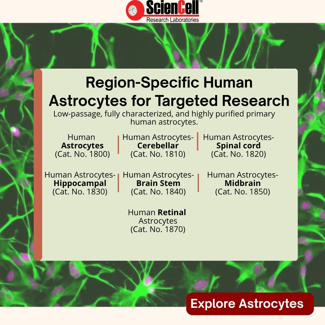 sciencell's tweet photo. Astrocyte biology varies by region. Your research model should reflect that.
Advance region-targeted CNS studies with ScienCell’s low-passage, fully characterized, and highly purified primary human astrocytes.
Explore the collection: https://t.co/RVu3y6sA3B
#AstrocyteBiology https://t.co/hP7dhd9ZdT