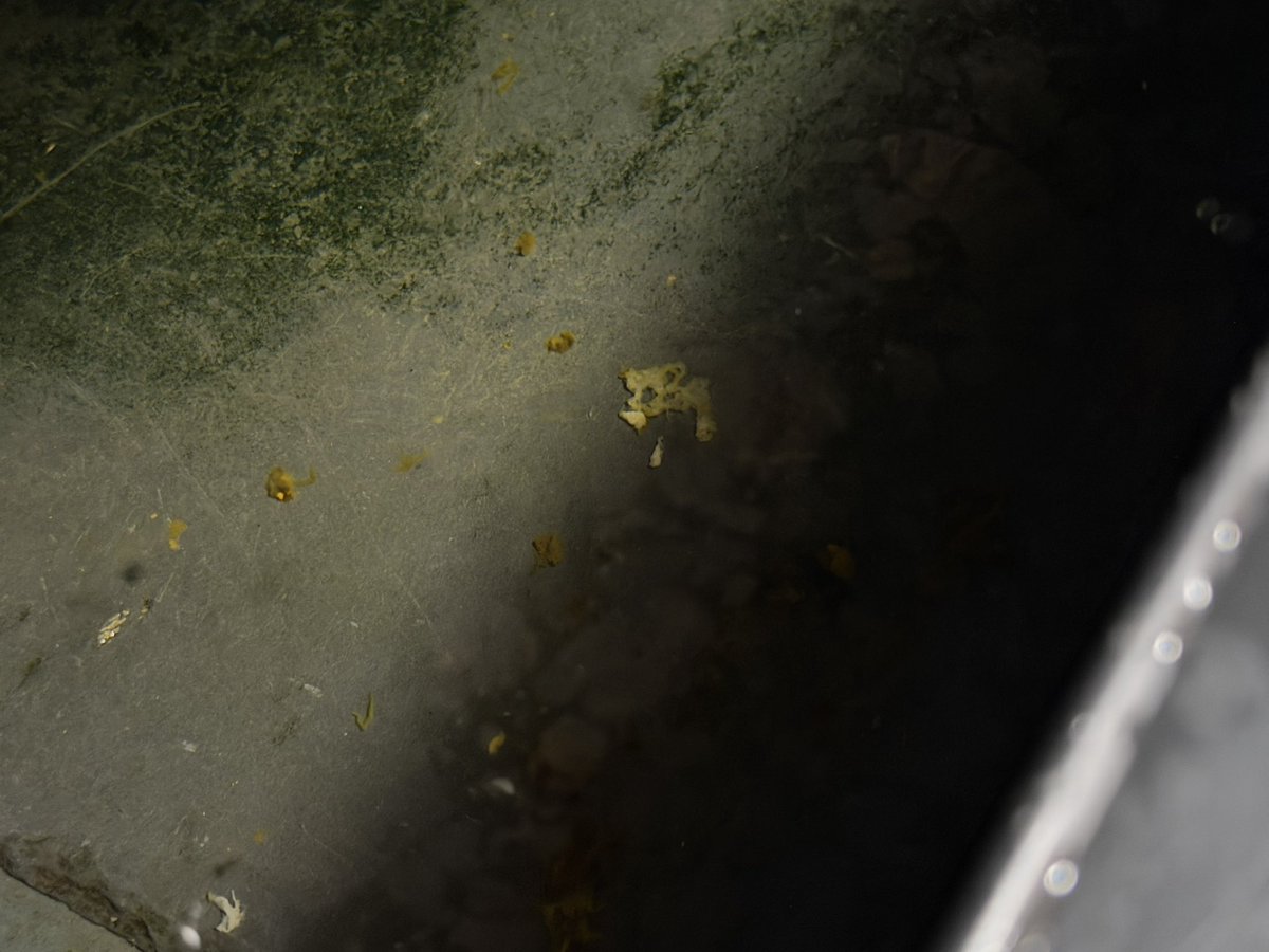 KtoToko's tweet photo. 点滴で久しぶりに栄養が入ったのと浣腸の効果か2週ぶりにうん💩を確認。ドロドロ。

モーター音に負けるけど微かに下す様なギュルギュル音がする。これが効果の現れで起きたら卵が出ていたらいいな…

でもトコ様自身に催してる気配が無い🥲

🐢💤ｷﾞｭﾙﾙﾙﾙ

#withトコ #クサガメ https://t.co/SAprknLIAR
