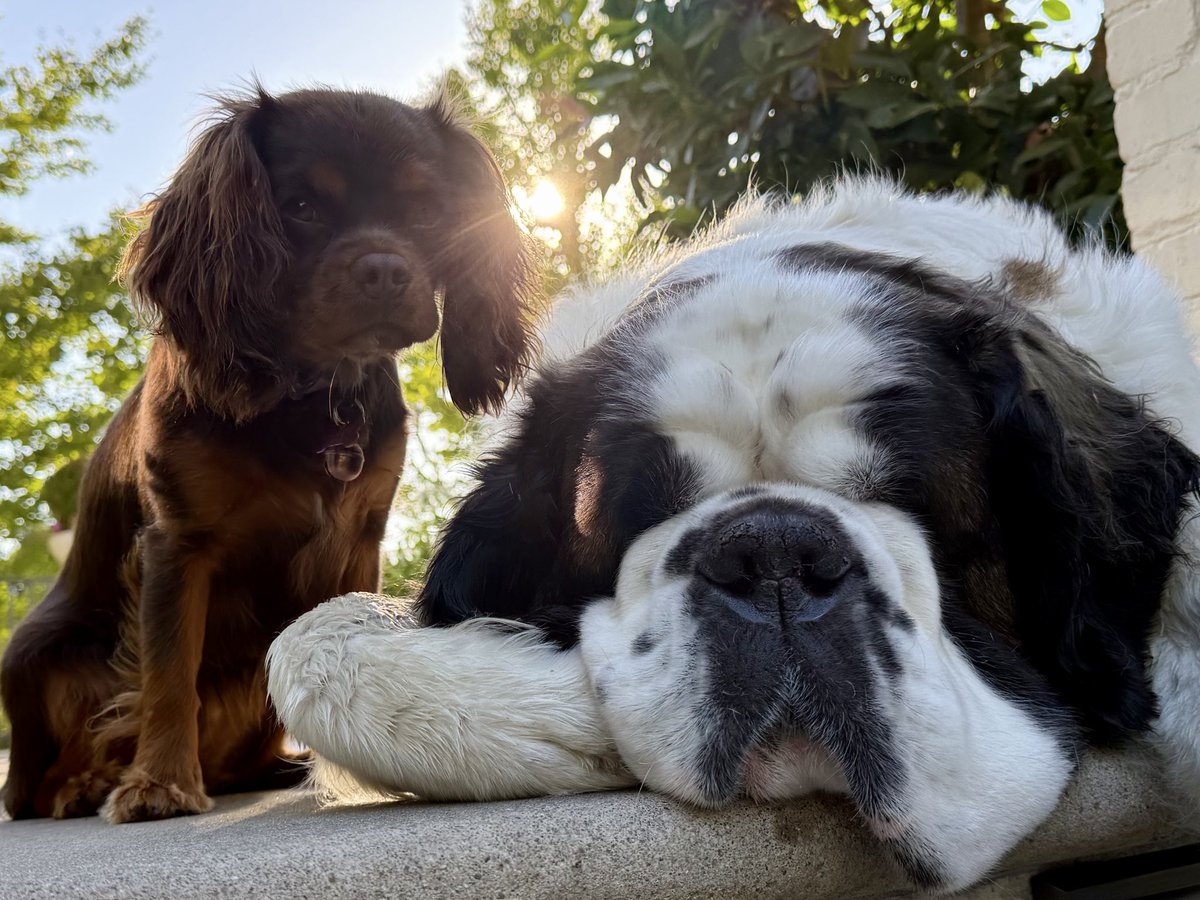 rlawson's tweet photo. Couldn’t agree more, Kathy… Holly and I are lifelong dog lovers, and our Saint Bernard and Cavalier King Charles are very much part of the family. A great reminder that every dog deserves a loving home. https://t.co/hne44bJzw7