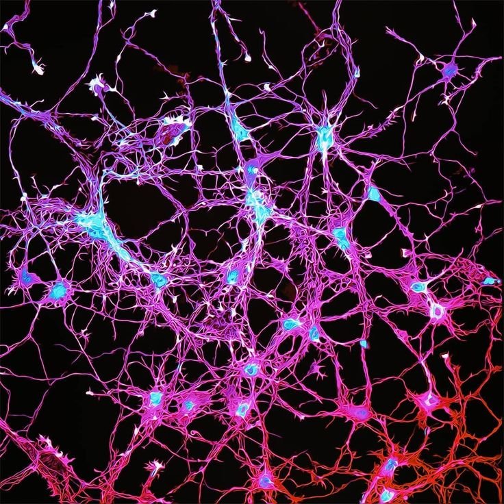 loonaninomenon's tweet photo. Barça players as neurotransmitters || a thread 🧵 https://t.co/vVb0sQPbjd