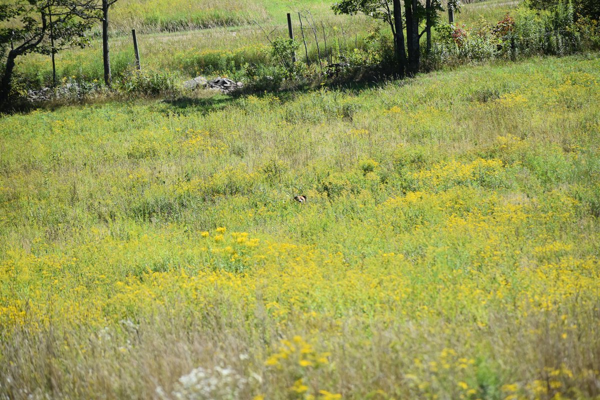 laylaclarkypesh's tweet photo. Forget Where’s Waldo? The real question at Eva’s Dog Camp is: WHERE’S WALTER? Somewhere among the trails, trees, and wagging tails, Walter is hiding in plain sight. Can you spot him? https://t.co/ARzPH4WhsK