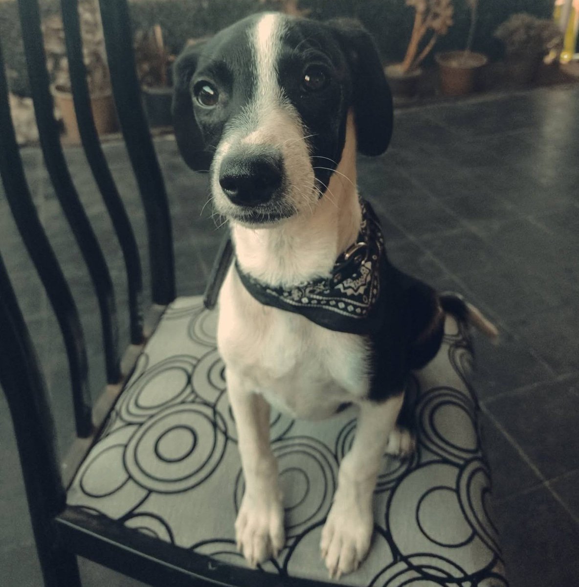 eltuitdemarsh's tweet photo. Buscan a Colo-Colo, perdido desde las cercanías de la estación de metro Vivaceta. Si alguien lo ve, por favor intentar retener y comunicarse al +56931338171. Favor RT! 
#Conchalí https://t.co/mmylMOnCf7