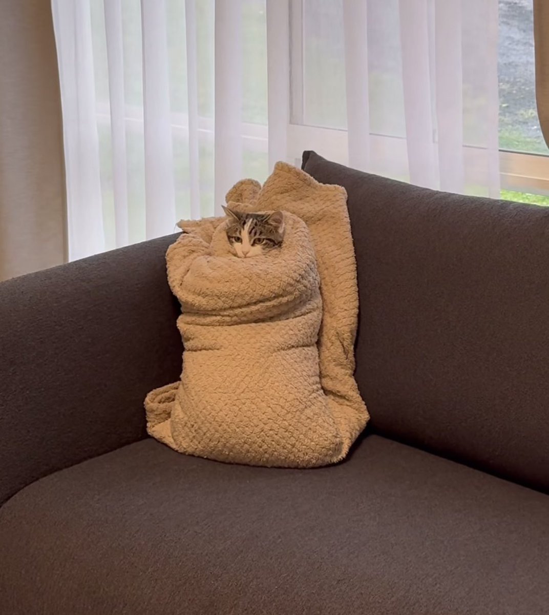 WeAssessCats's tweet photo. Me after one social event https://t.co/Eu3DQKdI8R