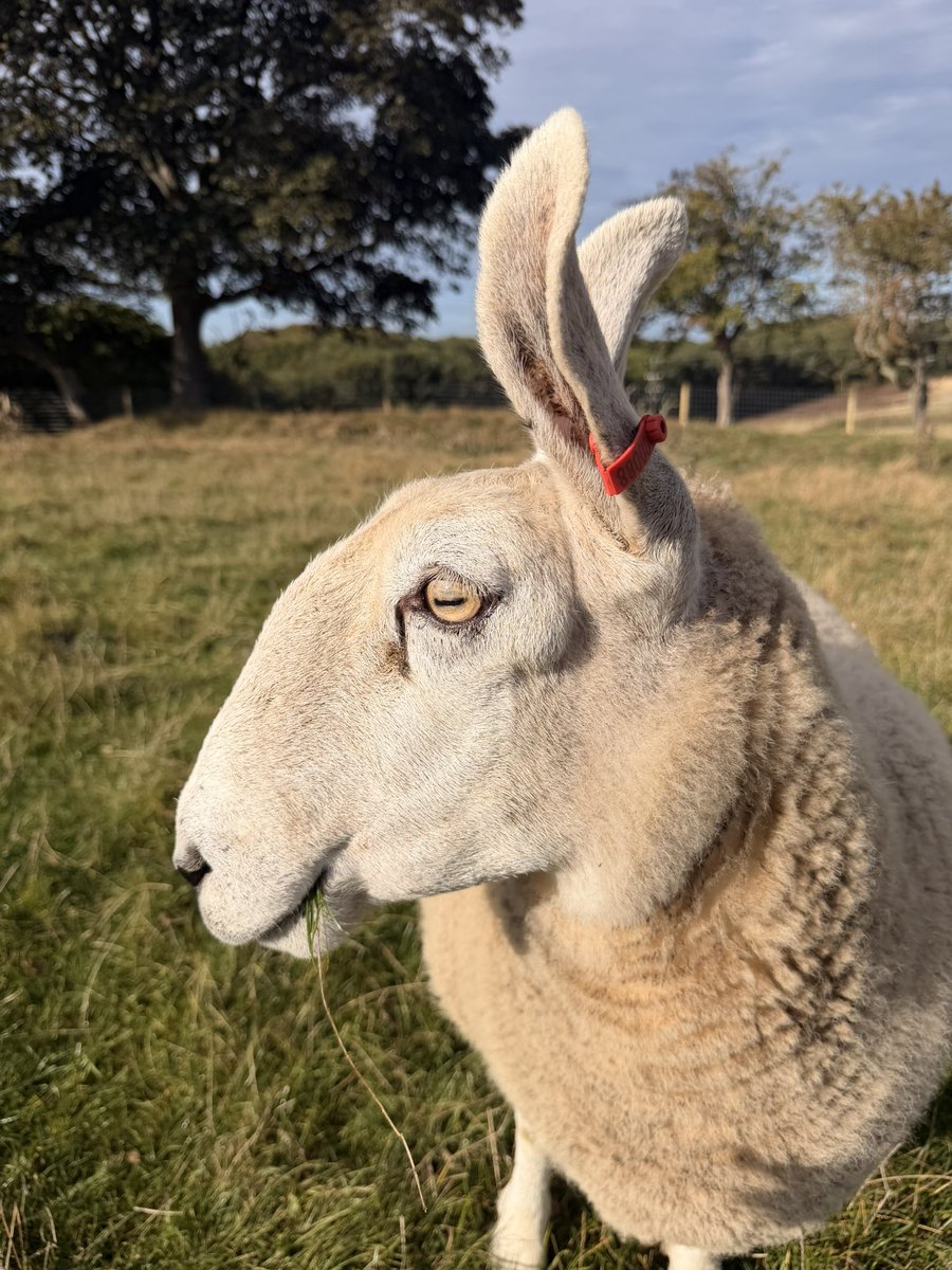 NikitaJGarner's tweet photo. Time for a Gloria appreciation post.
She’s a Border Leicester. Yes her ears are ridiculous and amazing. https://t.co/YohDeMqIJl