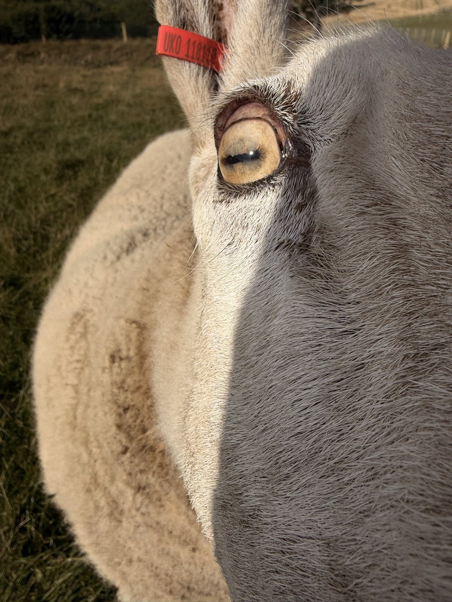 NikitaJGarner's tweet photo. Time for a Gloria appreciation post.
She’s a Border Leicester. Yes her ears are ridiculous and amazing. https://t.co/YohDeMqIJl