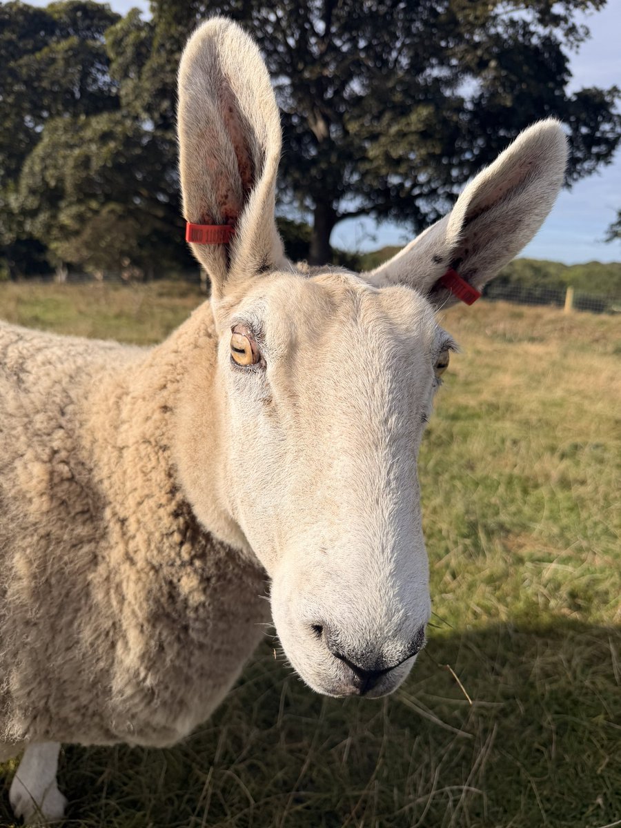 NikitaJGarner's tweet photo. Time for a Gloria appreciation post.
She’s a Border Leicester. Yes her ears are ridiculous and amazing. https://t.co/YohDeMqIJl