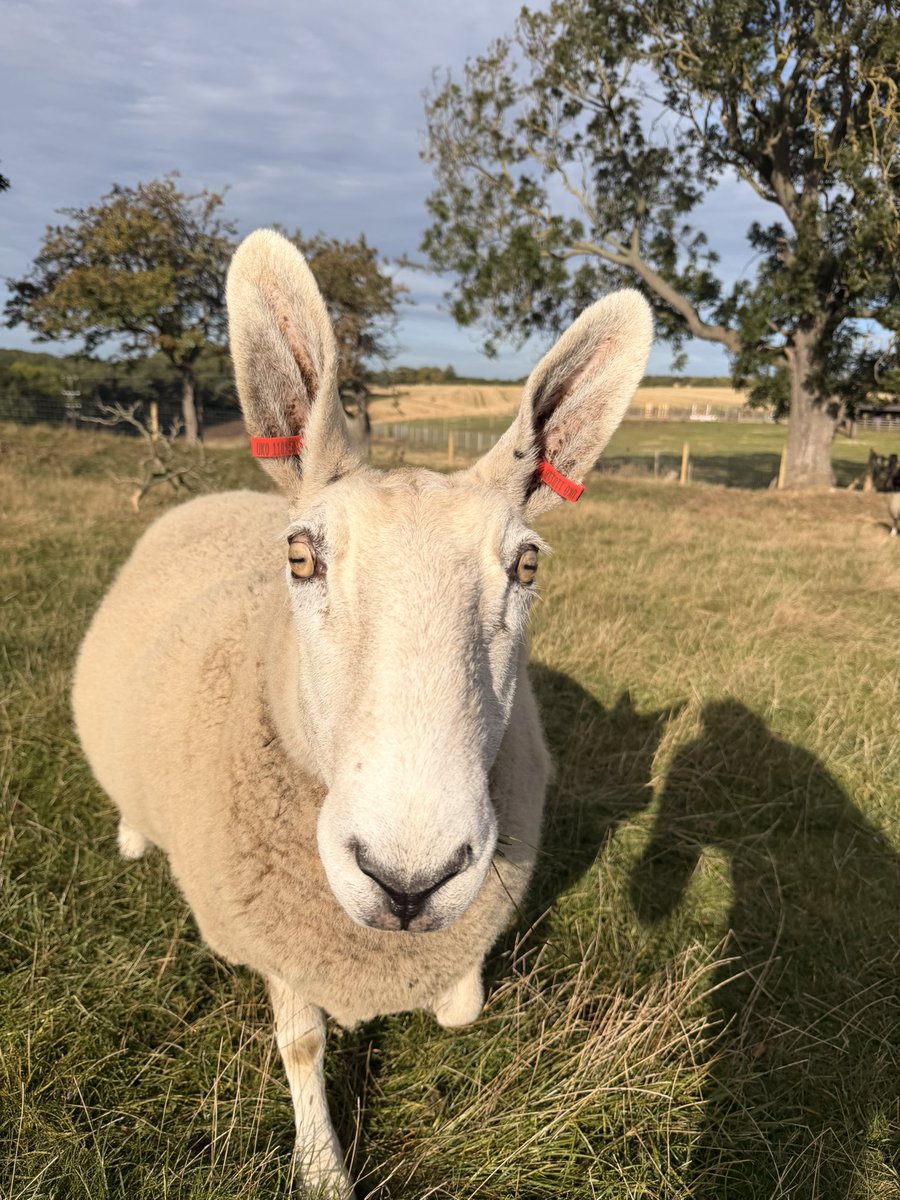 NikitaJGarner's tweet photo. Time for a Gloria appreciation post.
She’s a Border Leicester. Yes her ears are ridiculous and amazing. https://t.co/YohDeMqIJl
