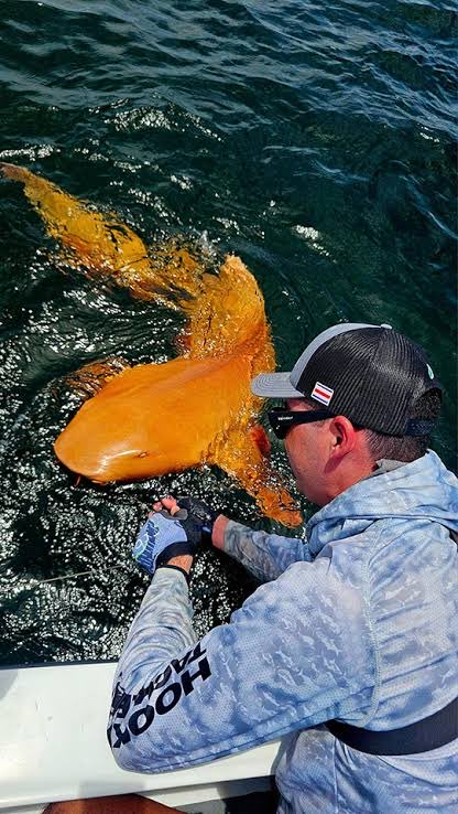 Mostafaseaview's tweet photo. جماعه شفتوا القرش البرتقالي؟ لا بجد مش AI 😂
ده Nurse Shark اتوثق قبالة كوستاريكا بلون برتقالي غريب جدًا وعيون فاتحة، والعلماء بيرجحوا إن السبب اضطراب نادر في التصبغ اسمه xanthism، وممكن يكون متداخل كمان مع albinism.
الأغرب إن القرش وصل لحجم كبير بشكل طبيعي ..ليه بقى؟ https://t.co/bO9WYxLadc