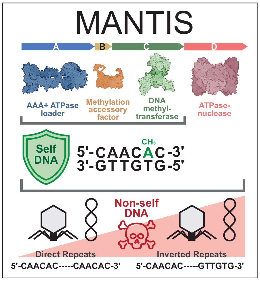 BlowerLab's tweet photo. New preprint from the MultiDefence consortium - continuing to expand the restriction-modification landscape with MANTIS. Full info here: https://t.co/e6Buztiguo . Well done team! https://t.co/ckHiRptb11