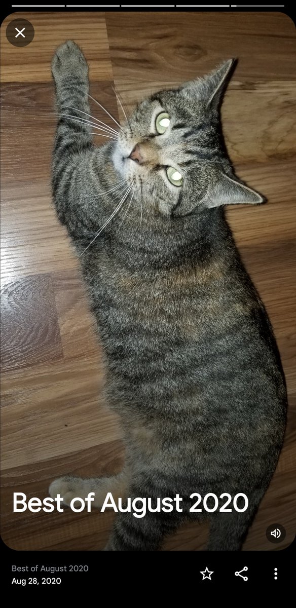 HowlingGabeN's tweet photo. Eh, I guess it makes sense.

If they give the cats away to a loving home what would they feed the illegal immigrants with?

Anyway here's some pictures of cats in a MAGA family. 
The white one is named Poltergeist, or Gheist for short. The other one is Zombie. Or when she's in trouble Zombie Jean.

(Kids named them)