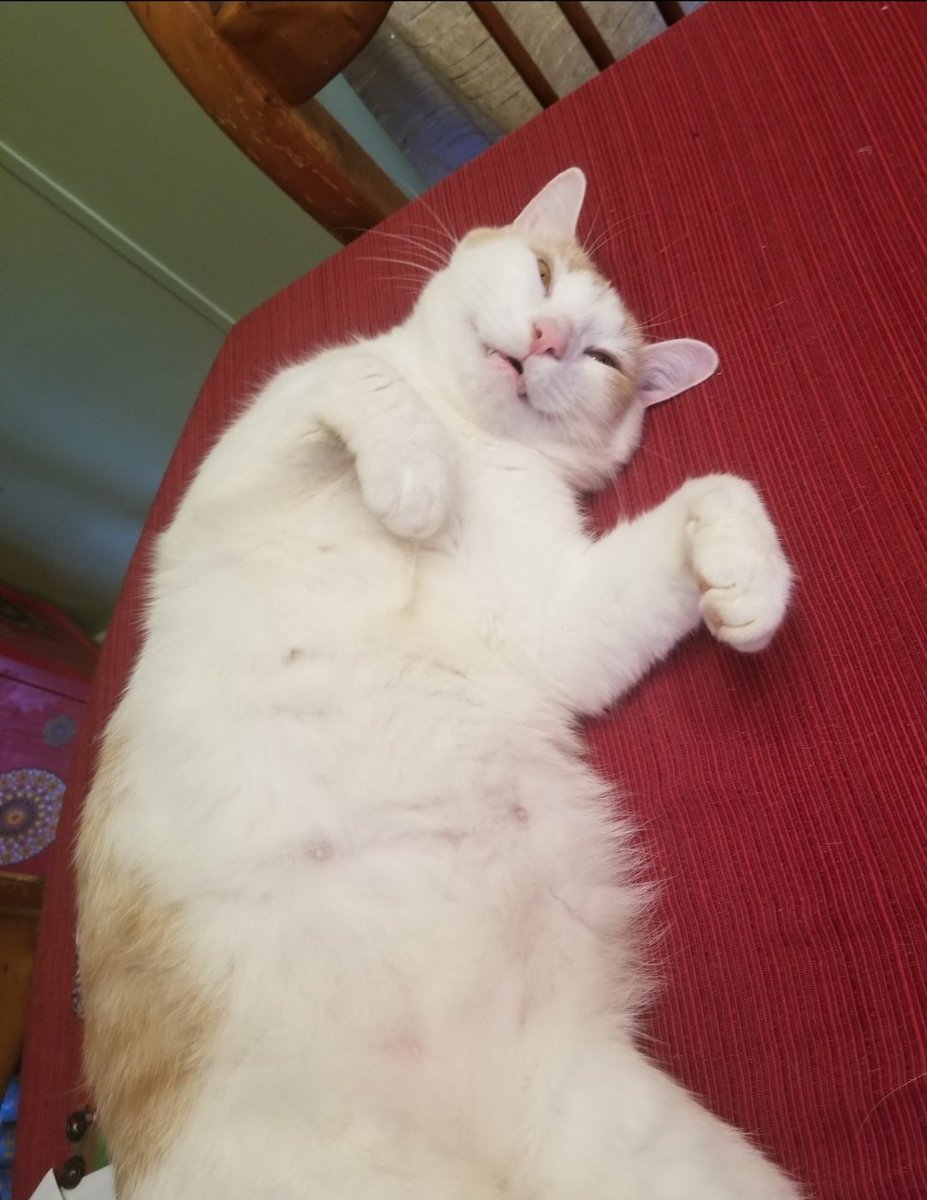 HowlingGabeN's tweet photo. Eh, I guess it makes sense.

If they give the cats away to a loving home what would they feed the illegal immigrants with?

Anyway here's some pictures of cats in a MAGA family. 
The white one is named Poltergeist, or Gheist for short. The other one is Zombie. Or when she's in trouble Zombie Jean.

(Kids named them)