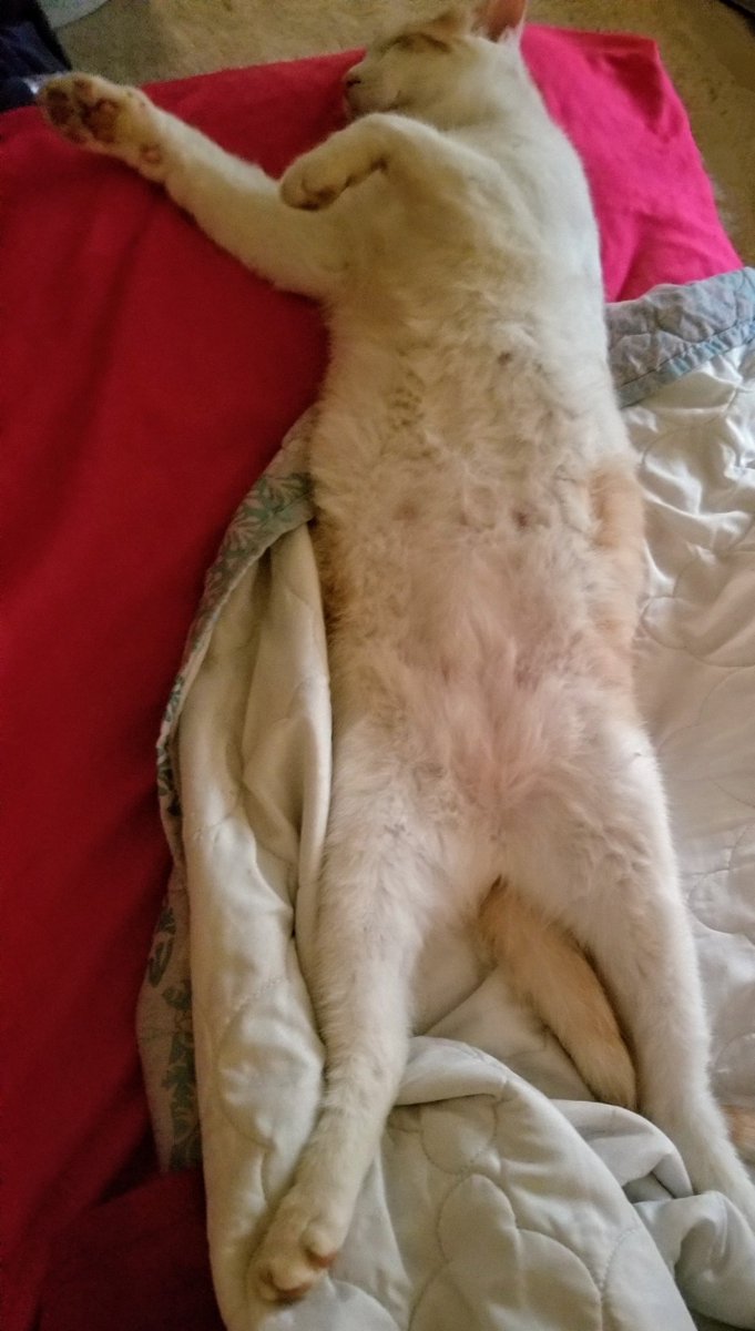 HowlingGabeN's tweet photo. He's literally me. https://t.co/OKfPYAPKao
