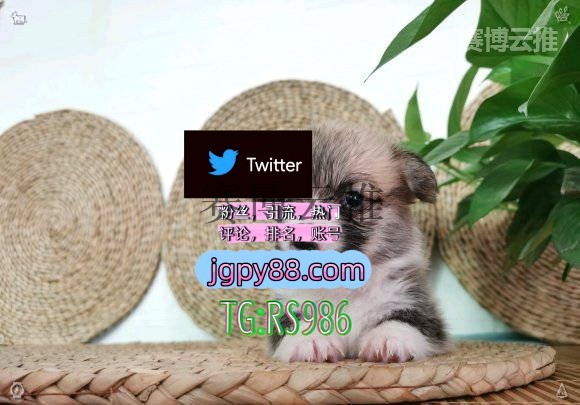 waltermaleko's tweet photo. 愿你万事顺遂一生安康永远快乐又幸福💸
推特账号购买粉丝号 
多账号管理、批量发帖、内容同步 矩阵互动🌞輔助工具🌂 阜阳推特软件
推特矩阵系统、Twitter矩阵系统、X矩阵系统丰城 推特脚本
热门号永春 排名号🦘 https://t.co/3n94SAzNFd
