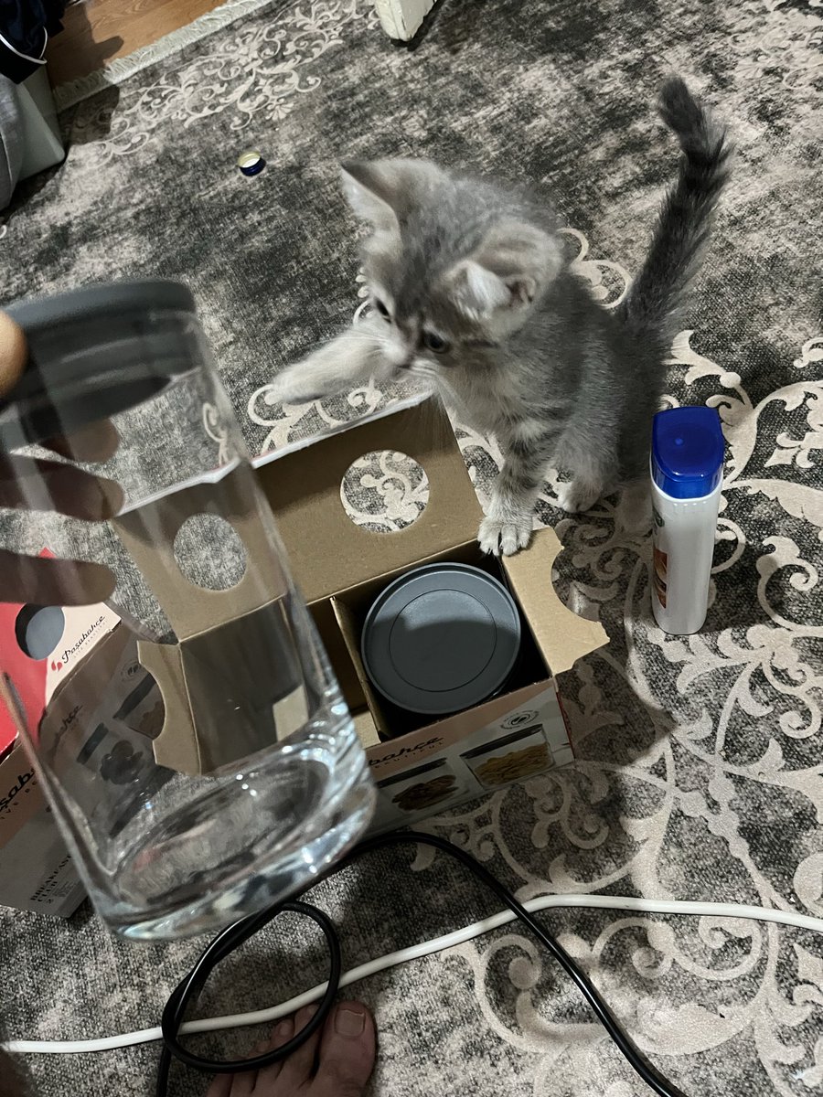 SoldierCanbey's tweet photo. Eve neden kedi aldınız herşeye çok meraklı https://t.co/sQRD72Wefz