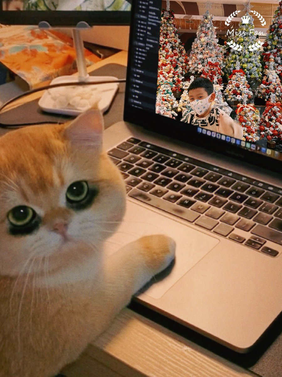 PetraKotekd6's tweet photo. When your group project teammate’s "I’ll do the report" turns into them pasting 10 random cat pics u0026 calling it "data visualization" https://t.co/MXF7LfEFpv