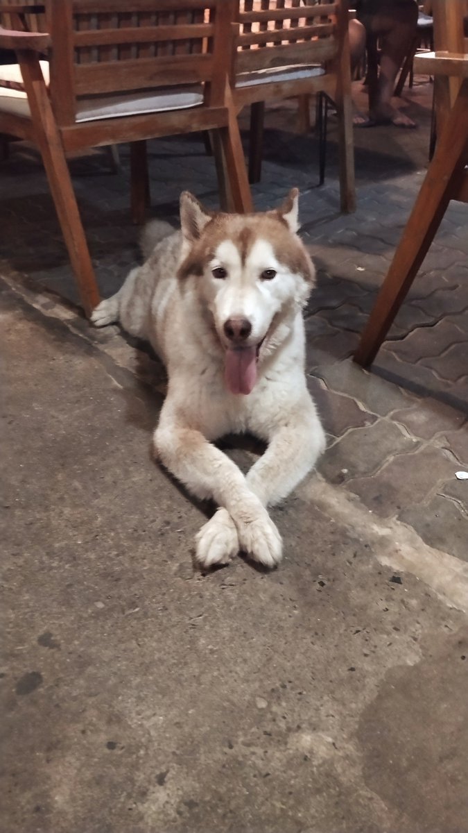 ToffeeTheHusky's tweet photo. 🐾 TOFFEE gives back.
1.15 million $TOFFEE has now been allocated to Bodhi Rescue Shelter in a dedicated charity wallet.
Just the beginning. 🧡
Rescue dogs helping rescue dogs.
$TOFFEE https://t.co/LtYVcXZsl7