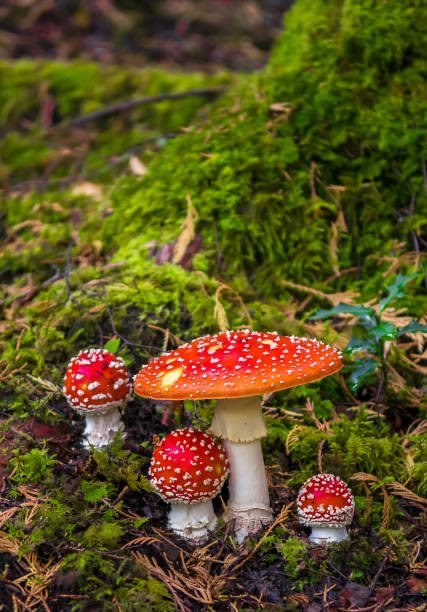 willsmiths237's tweet photo. If you dry Amanitas, soak them in high proof alcohol, then evaporate the mixture, you're left with resin extract which can be smoked or vaporized.
The high is sedative, hypnotic &amp; psychedelic. The active ingredient muscimol targets GABA receptors, similar to benzos. #playlist https://t.co/khOODfcEze