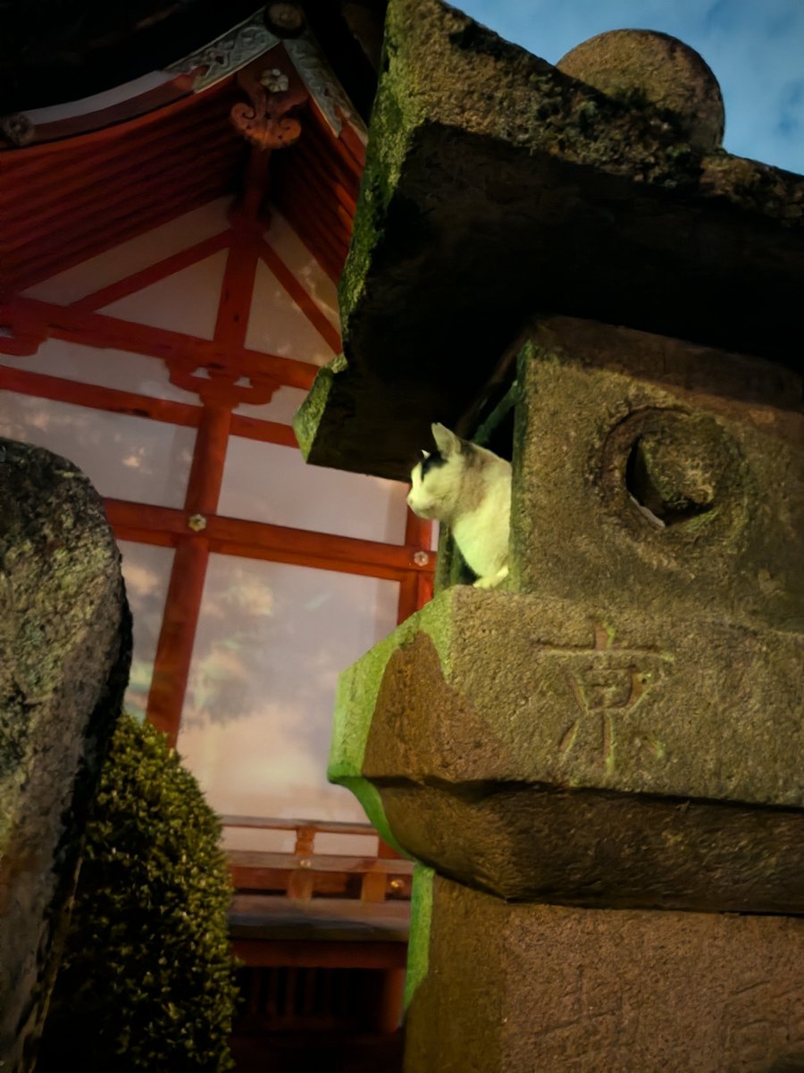atoreiyu200001's tweet photo. #神社ぬこ様
久々に…灯籠ぬこちゃん🐱✨️ https://t.co/0RVcdojIjk