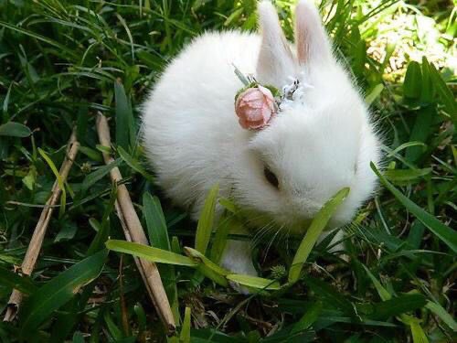 springtimebunni's tweet photo. https://t.co/zn5M7pFbPx