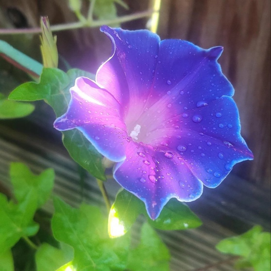 willsmiths237's tweet photo. Morning Glory seeds contain LSA, known as an easier to handle, natural LSD. Egyptians used the seeds to find their way to the afterlife.

The seeds are legal in all 50 states but the variable dosage, risk of chemical treatment &amp; side effects make them risky to use. #psychedelic https://t.co/MRNb3IfVkI