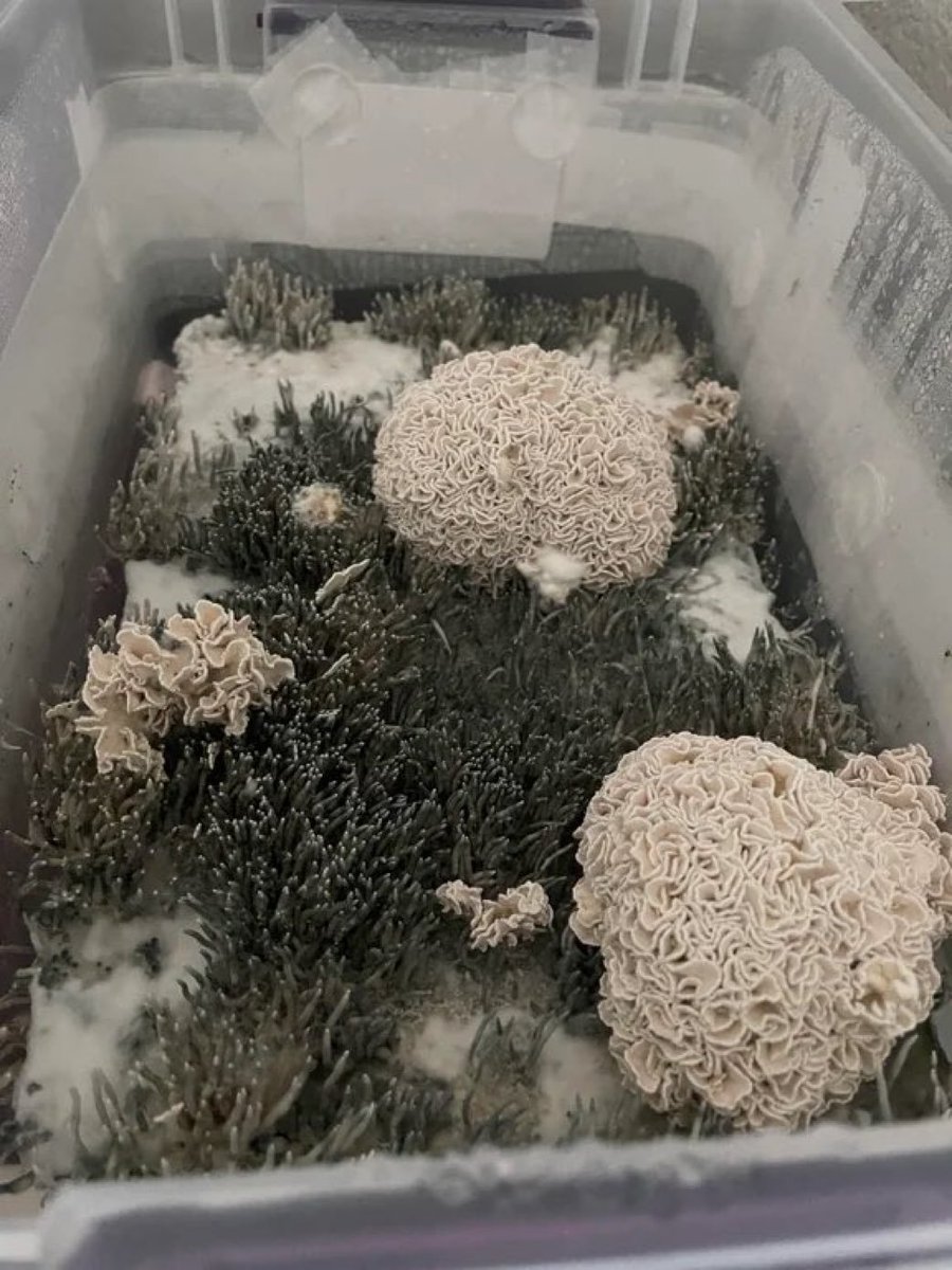 willsmiths237's tweet photo. One of the most potent strains of Psilocybe Cubenesis: Enigma

#Drugtwt https://t.co/qB2AwthDfr