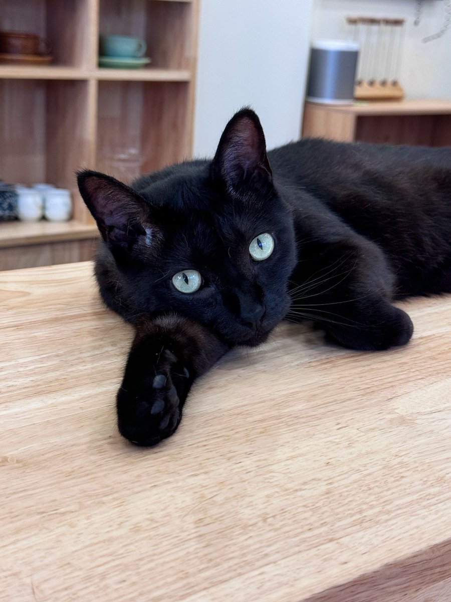 DalilaBlonv6ny's tweet photo. [My colleague tried to "boost" my coffee by adding too much espresso—now it’s stronger than my morning alarm, I’m jittery enough to type 10 reports in 5 mins, and the office cat just hid under the printer. Win] https://t.co/lNoRVAIccS