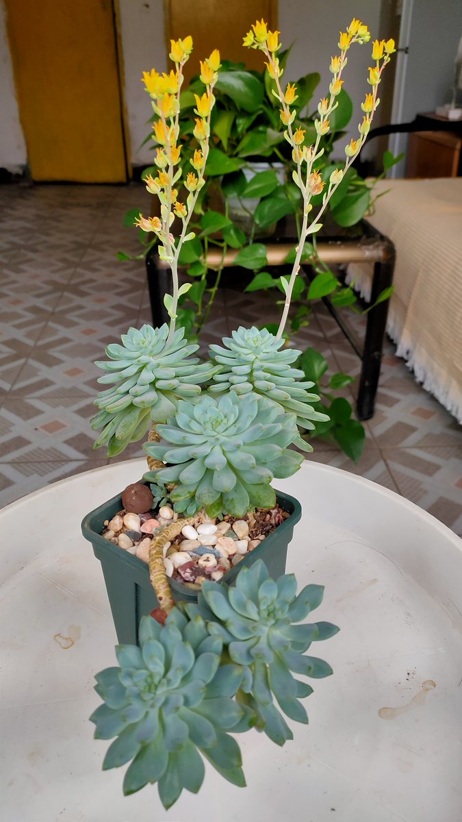 HilmaKlitztnz's tweet photo. Just turned an old mason jar into a cute planter for my succulent with hot glue + some colorful rope  Small DIY win = big weekend joy! https://t.co/b8LHwYgpnq