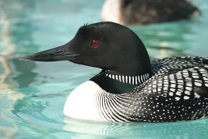 3jane_'s tweet photo. @anthraxp1mp This is a loon. It's on the 1 dollar coin. https://t.co/AKJ8dIS5o1