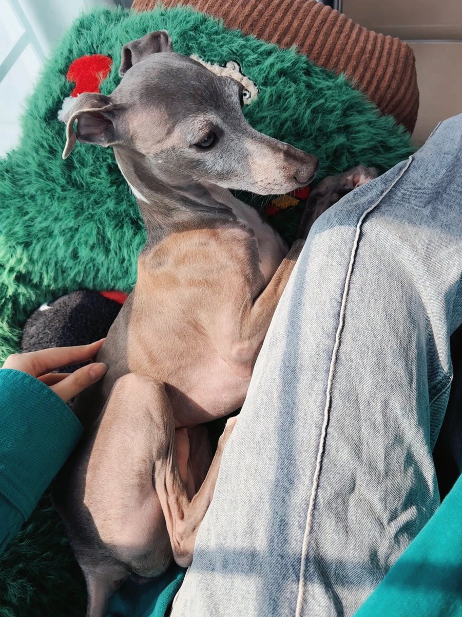 DelisaMarkzwbo's tweet photo. Mi perro me espera cada noche con una cola que no para de moverse, es mi mejor compaía sin palabras. https://t.co/zJ8iBRTS9D