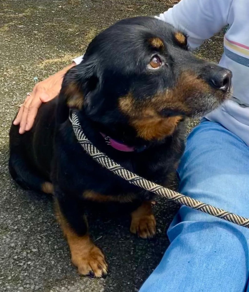 SadiesDogRescue's tweet photo. 🐝👑 Our Queen Bea 👑🐝
Still patiently waiting in UK 🇬🇧 kennels for someone to notice her & choose her. 🙏
Bea dreams of days snuggled up with her person, having belly rubs. 🥰
Pls see... ⬇️
https://t.co/9iOmFwMKW4
https://t.co/pxZBAOsCWm
Pls share #forgottensoulshour https://t.co/oBkKJQFhqH