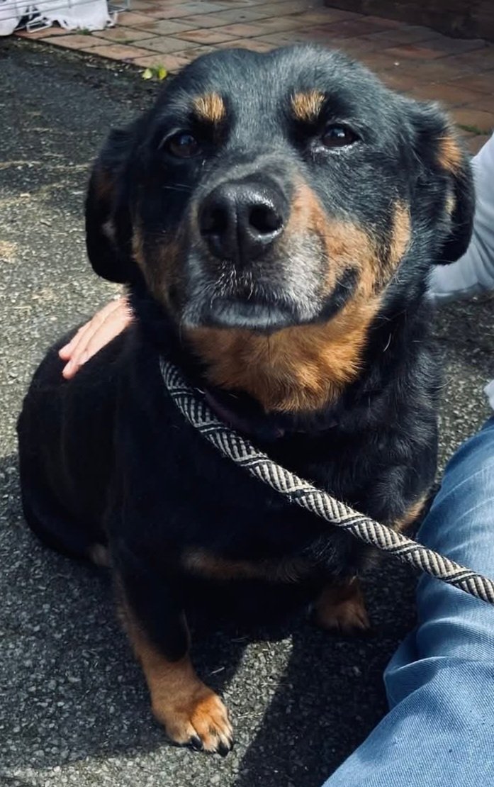 SadiesDogRescue's tweet photo. 🐝👑 Our Queen Bea 👑🐝
Still patiently waiting in UK 🇬🇧 kennels for someone to notice her & choose her. 🙏
Bea dreams of days snuggled up with her person, having belly rubs. 🥰
Pls see... ⬇️
https://t.co/9iOmFwMKW4
https://t.co/pxZBAOsCWm
Pls share #forgottensoulshour https://t.co/oBkKJQFhqH