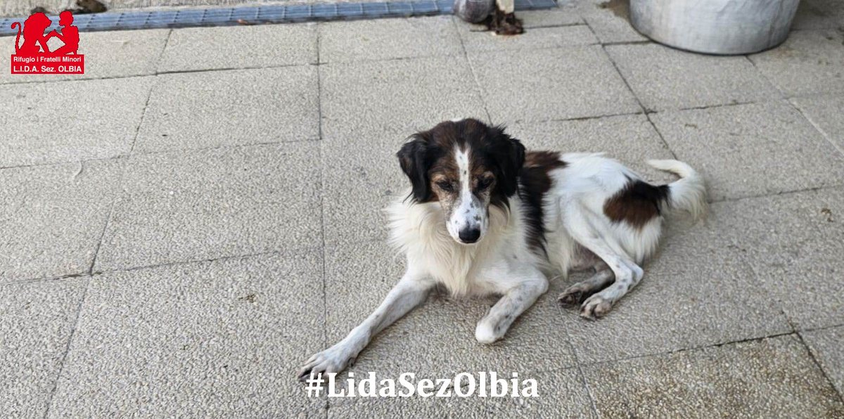 LidaSezOlbia's tweet photo. Olbia, 24.09.2026
Salvatore è arrivato da noi il 7 settembre del 2025. I suoi occhi brillano come due lampadine: dentro ci leggi anni di vagabondaggio, di emozioni soffocate e di una vita passata a cercare di non essere invisibile. Il suo pelo arruffato e il suo sguardo profondo https://t.co/ypVo7nResI