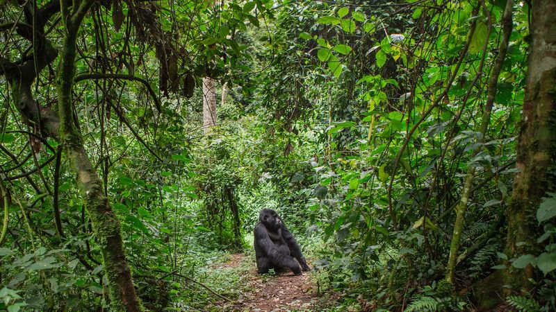 AbiluTangwa's tweet photo. Wildlife populations have declined 69% on average since 1970. Forests cover 31% of Earth but house 80% of terrestrial species. When we cut forests, we cut life itself.
Source: WWF Living Planet Report + UN https://t.co/EcCfnkxzly