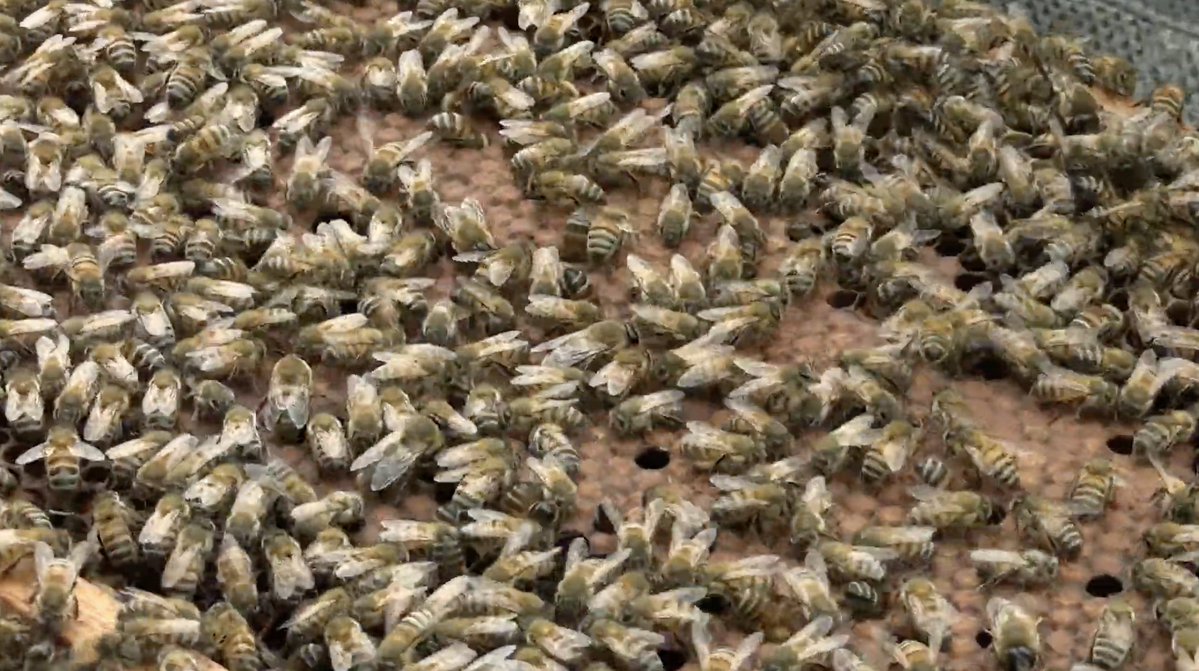 SomosAGROSAVIA's tweet photo. 🐝🧬 Apareamiento controlado en Apis mellifera
Conoce cómo el control del origen de los zánganos y la gestión de los apiarios de fecundación contribuyen al mejoramiento genético de las abejas y a una selección más eficiente de características de interés. 👑🐝
🎥 Mira el video completo: https://t.co/8WUEXiflZo