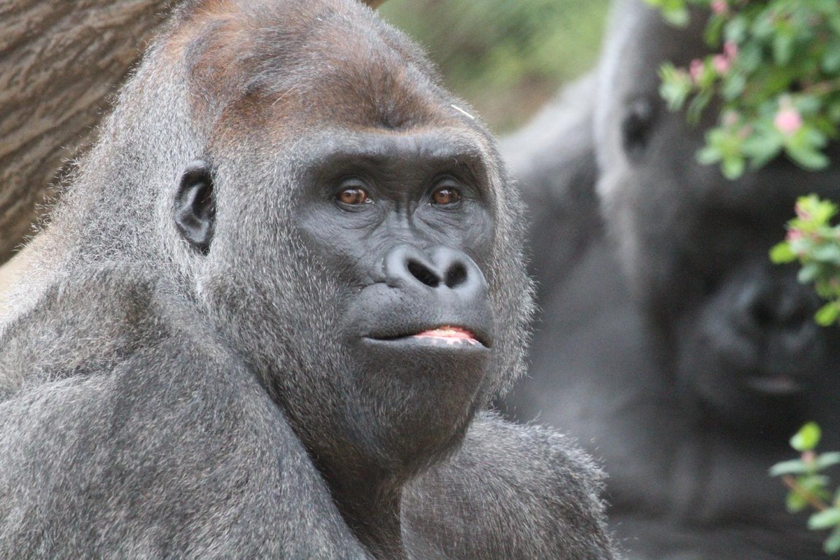 DenverZoo's tweet photo. Happy #WorldGorillaDay from Gunther and Kal! 🦍 

These two half-brother western lowland gorillas came to DZCA from Zoo Atlanta through the AZA Gorilla Species Survival Plan, and five years later, their bond is as strong as ever, even if their personalities couldn't be more different.  

As Critically Endangered animals, Gunther and Kal are ambassadors for a species facing serious threats from habitat loss, illegal hunting, and disease. Every day, our Animal Care Specialists work with them on training that keeps their minds sharp and allows them to voluntarily participate in their own healthcare, including voluntary blood draws. 

Come visit Gunther and Kal at Primate Panorama and celebrate these incredible great apes with us! 🦍 

#Gorilla #DenverZooConservationAlliance #Primate #SavingWildlifeTogether