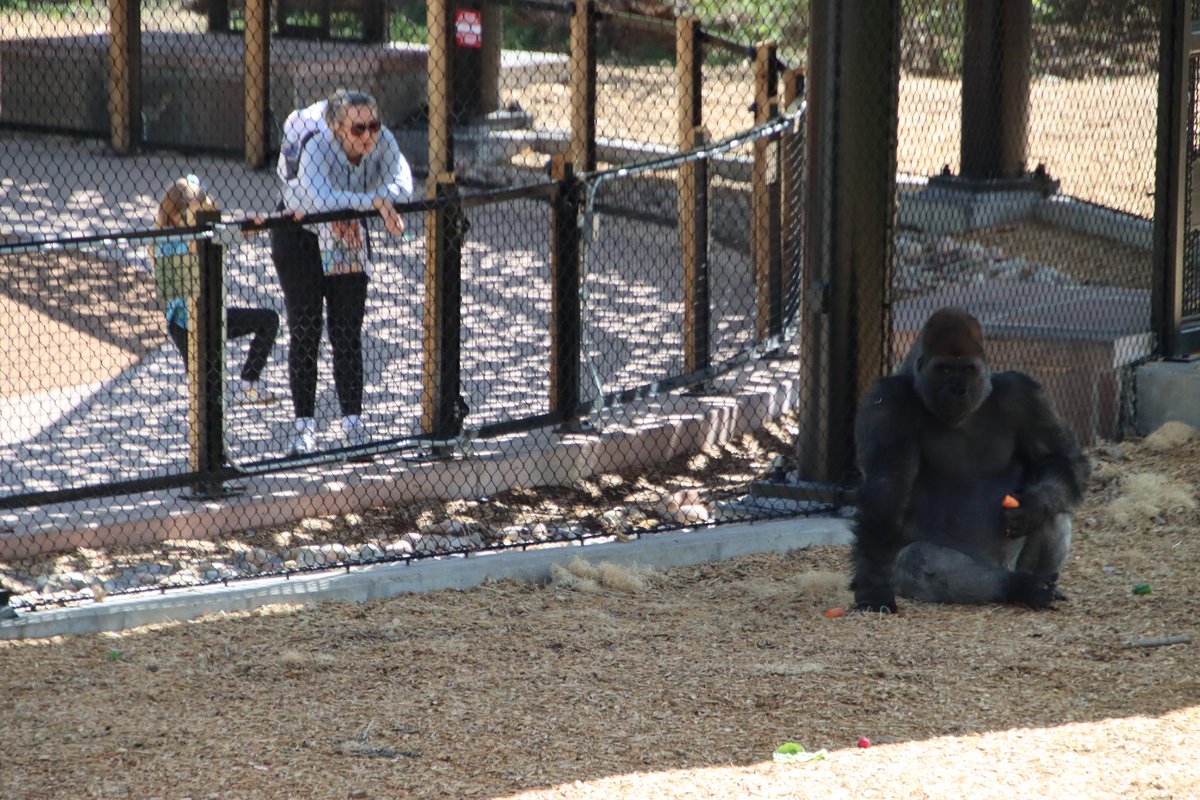 DenverZoo's tweet photo. Happy #WorldGorillaDay from Gunther and Kal! 🦍 

These two half-brother western lowland gorillas came to DZCA from Zoo Atlanta through the AZA Gorilla Species Survival Plan, and five years later, their bond is as strong as ever, even if their personalities couldn't be more different.  

As Critically Endangered animals, Gunther and Kal are ambassadors for a species facing serious threats from habitat loss, illegal hunting, and disease. Every day, our Animal Care Specialists work with them on training that keeps their minds sharp and allows them to voluntarily participate in their own healthcare, including voluntary blood draws. 

Come visit Gunther and Kal at Primate Panorama and celebrate these incredible great apes with us! 🦍 

#Gorilla #DenverZooConservationAlliance #Primate #SavingWildlifeTogether