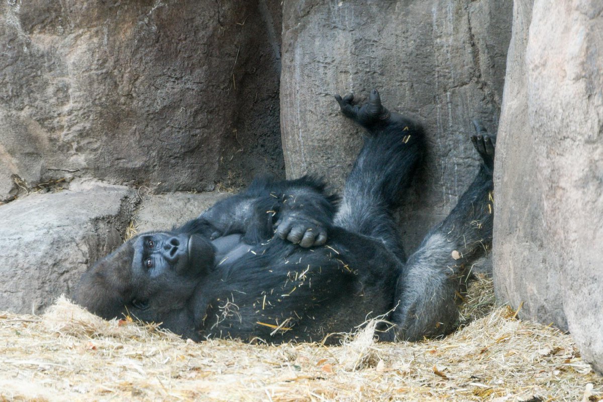 DenverZoo's tweet photo. Happy #WorldGorillaDay from Gunther and Kal! 🦍 

These two half-brother western lowland gorillas came to DZCA from Zoo Atlanta through the AZA Gorilla Species Survival Plan, and five years later, their bond is as strong as ever, even if their personalities couldn't be more different.  

As Critically Endangered animals, Gunther and Kal are ambassadors for a species facing serious threats from habitat loss, illegal hunting, and disease. Every day, our Animal Care Specialists work with them on training that keeps their minds sharp and allows them to voluntarily participate in their own healthcare, including voluntary blood draws. 

Come visit Gunther and Kal at Primate Panorama and celebrate these incredible great apes with us! 🦍 

#Gorilla #DenverZooConservationAlliance #Primate #SavingWildlifeTogether