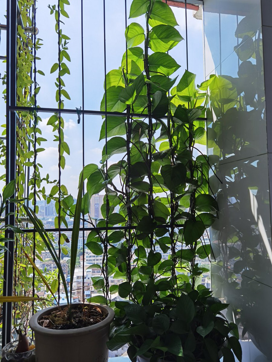 CatheyTakazll2's tweet photo. Pro tip for your pothos: Rotate it 1/4 turn weekly so it grows evenly toward light  No more lopsided vines! https://t.co/mNCxXCRC7L