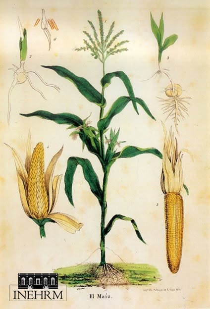 INEHRM's tweet photo. #HoyEnLaHistoria 

El 29 de septiembre se celebra el #DíaNacionalDelMaíz. El cultivo de esta planta se originó a partir del aprovechamiento del “teocintle” y se relaciona con la zona de Tehuacán, Puebla, reconocida como la cuna del maíz. https://t.co/Xkvpp5XOy3