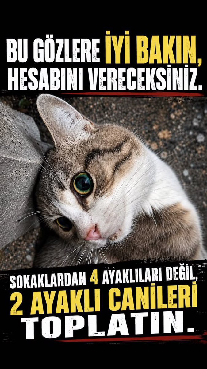 Seher067109's tweet photo. Güzel vatanımızın toprağına zalimliği ektiler vicdansızlığı biçtiler,masum canların kanıyla suladılar
Hesabını vereceksiniz❗️
#30GündürKatillerAramızda https://t.co/uB9UoB7967