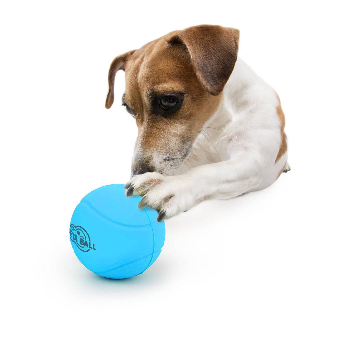 LaurenBarndc's tweet photo. My little furball just learned to fetch today! No more sleepy snuggles on the couch, this tiny hero is full of zoomies now https://t.co/eALbOXmXiH