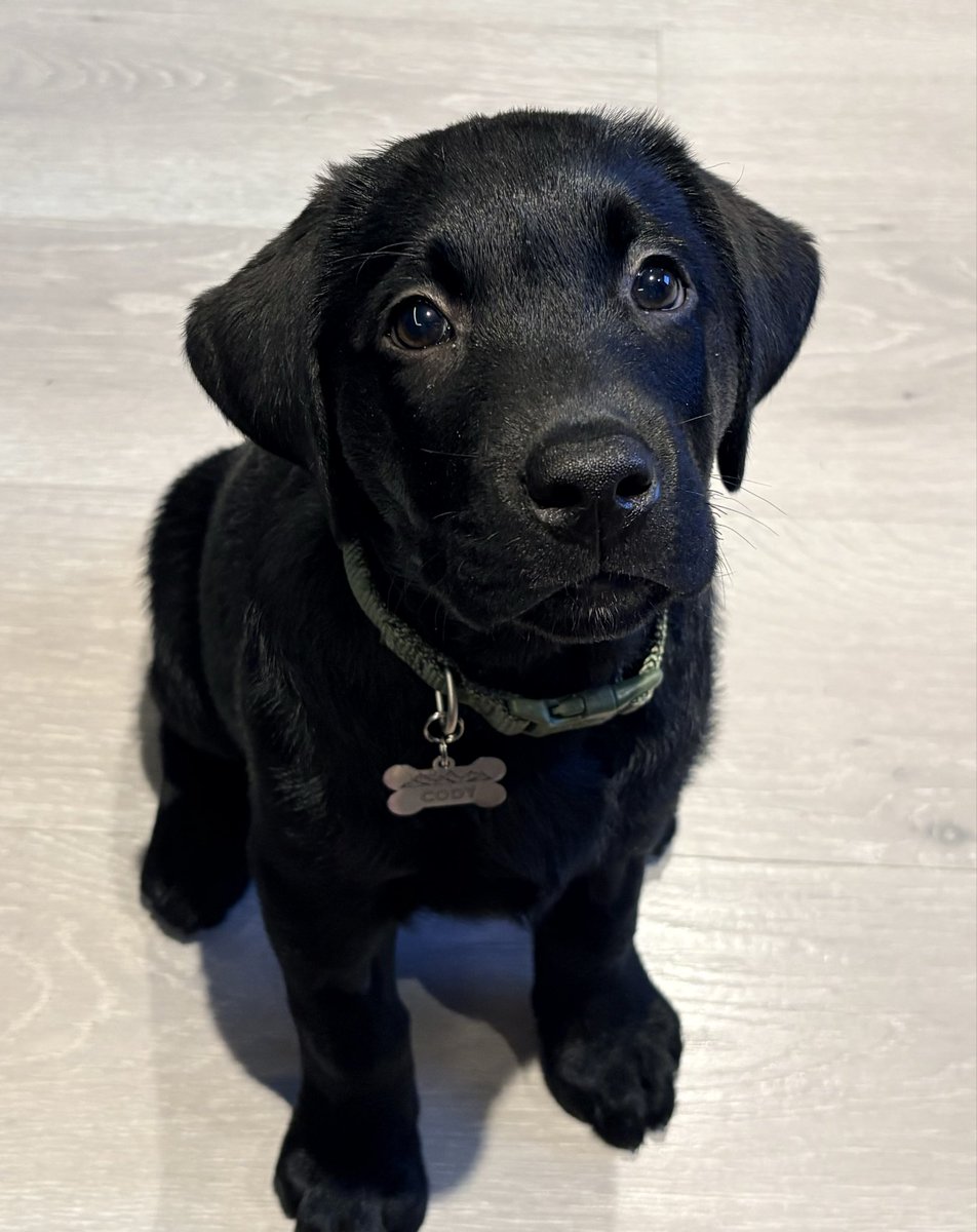 KingTeigenx's tweet photo. @MitchJonez Please pick me, it will all go towards this lil guy, Cody https://t.co/IQoEiMsKn6