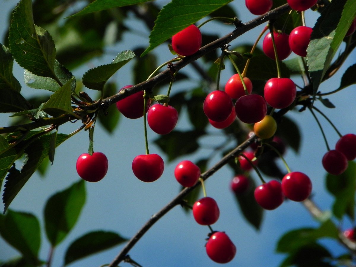 harrisleec56's tweet photo. @chefsevenn Cherries https://t.co/uYvOKIQR03