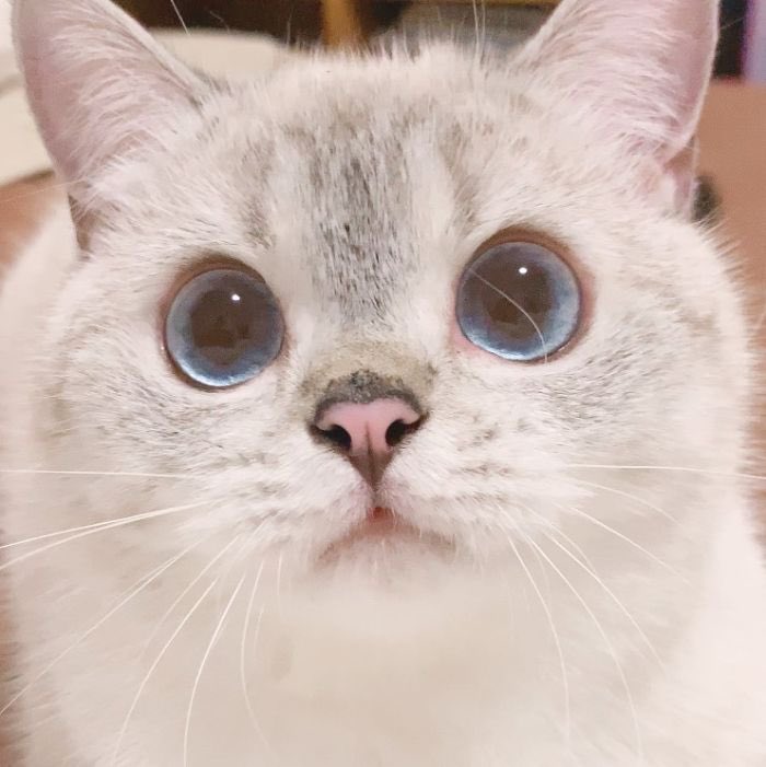milindf29zf's tweet photo. Cat behavior https://t.co/7IfcMLXe2E