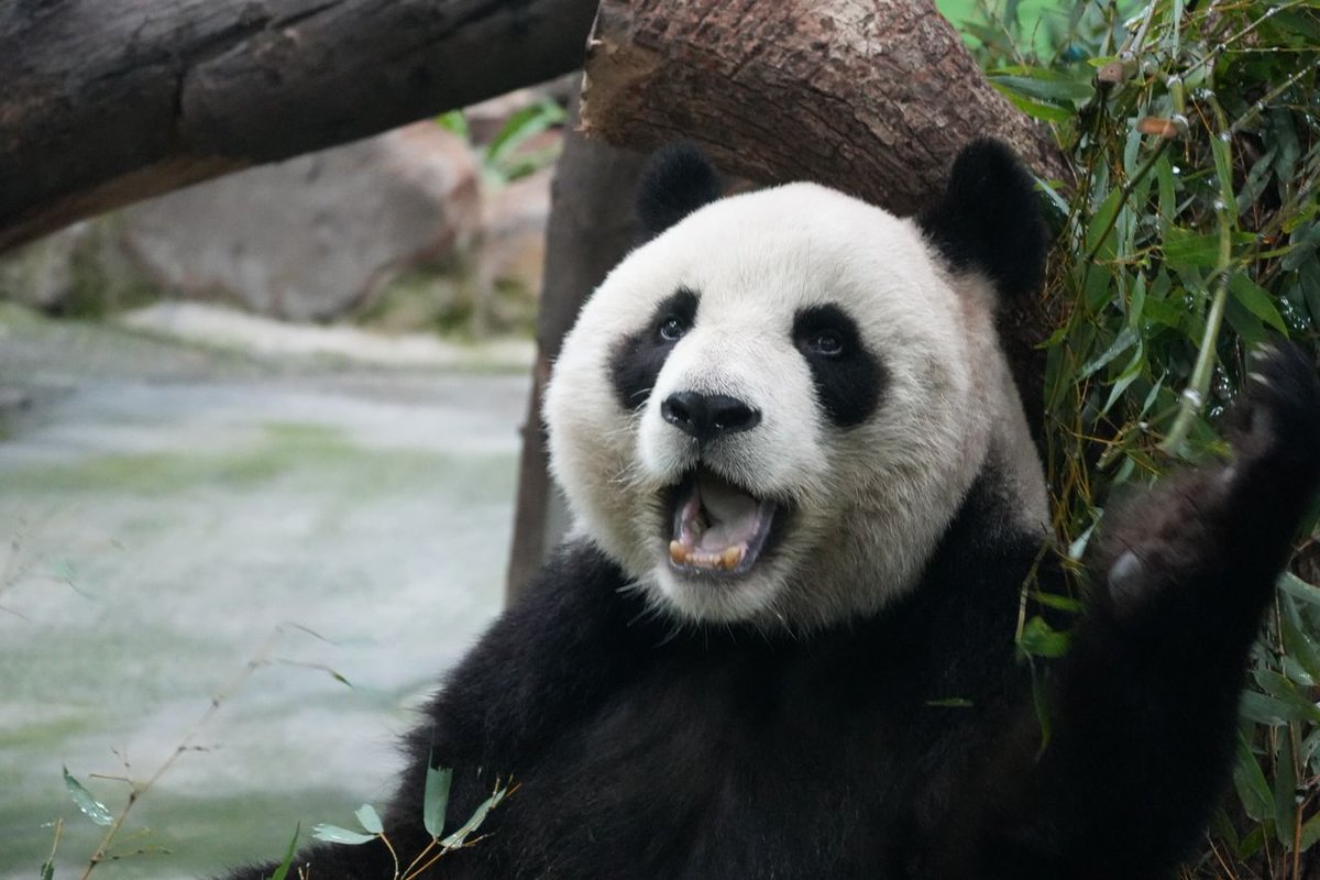 tusmedios's tweet photo. China es propietaria de todos los pandas del mundo. Los alquila por aproximadamente un millón de dólares al año. https://t.co/KyHG4J3oRf