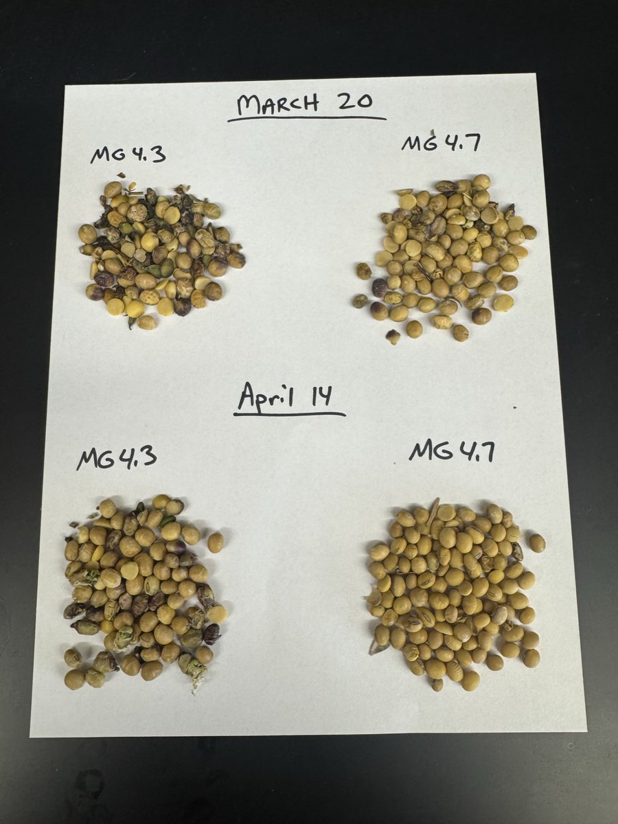 jchlapecka's tweet photo. Some factors playing into soybean seed quality- same field in northeast Arkansas and same management. May planting date has not been harvested. https://t.co/YpCa3sVNEd