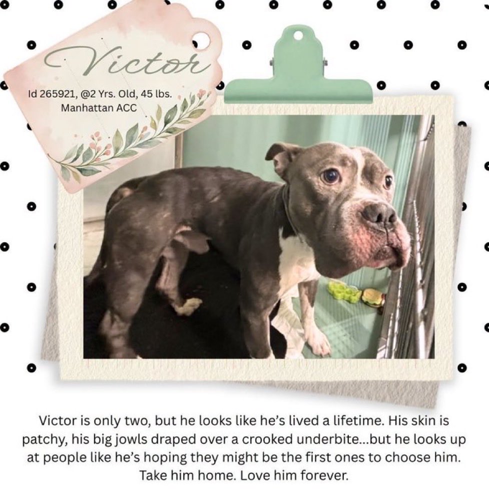 MoishesMom's tweet photo. Victor •TBK 💉NYCACC • 2️⃣yrs old https://t.co/wCT1Fb8dKz